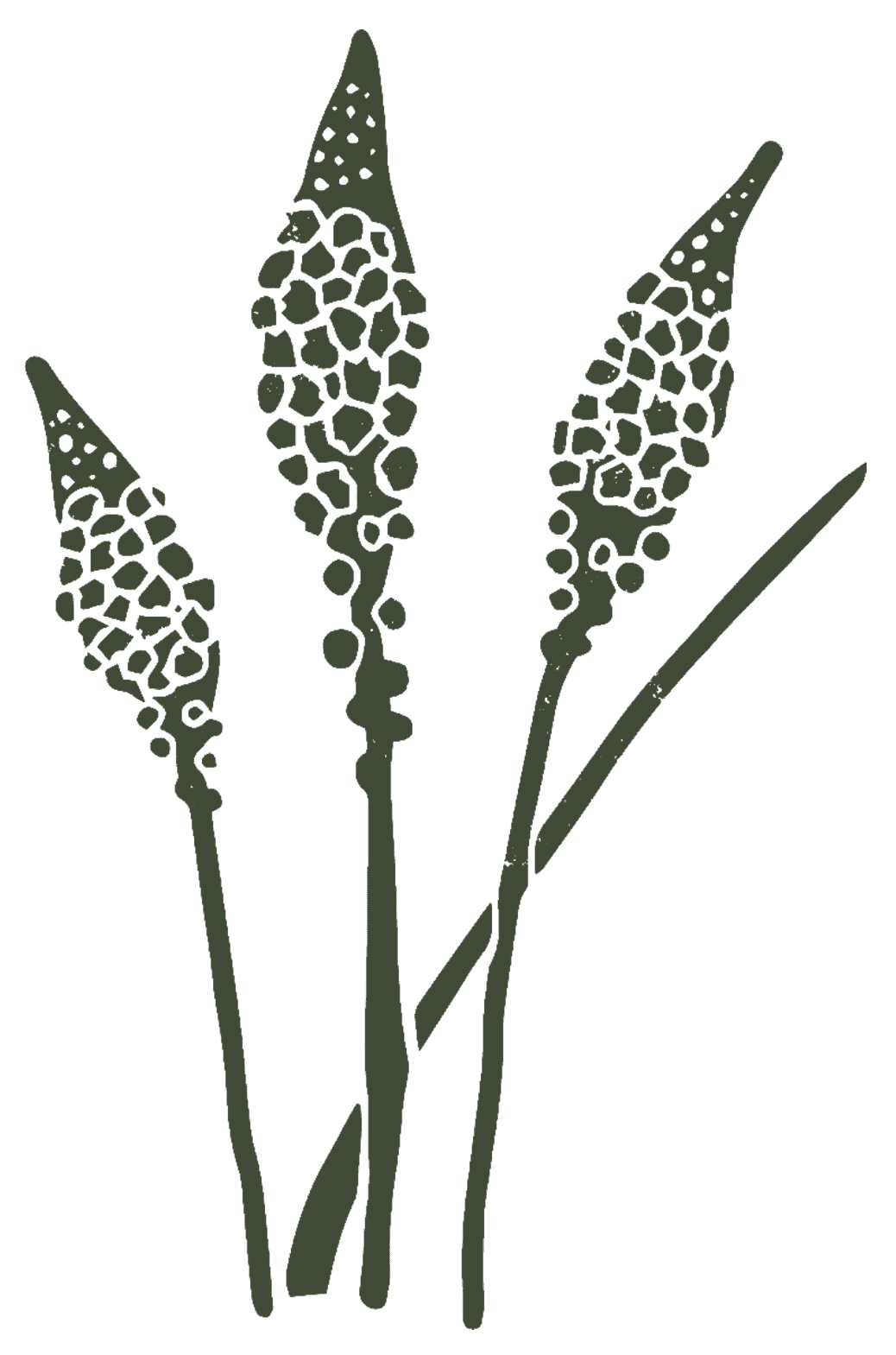 Spier-Illustration-fynbos-1 (green) 1