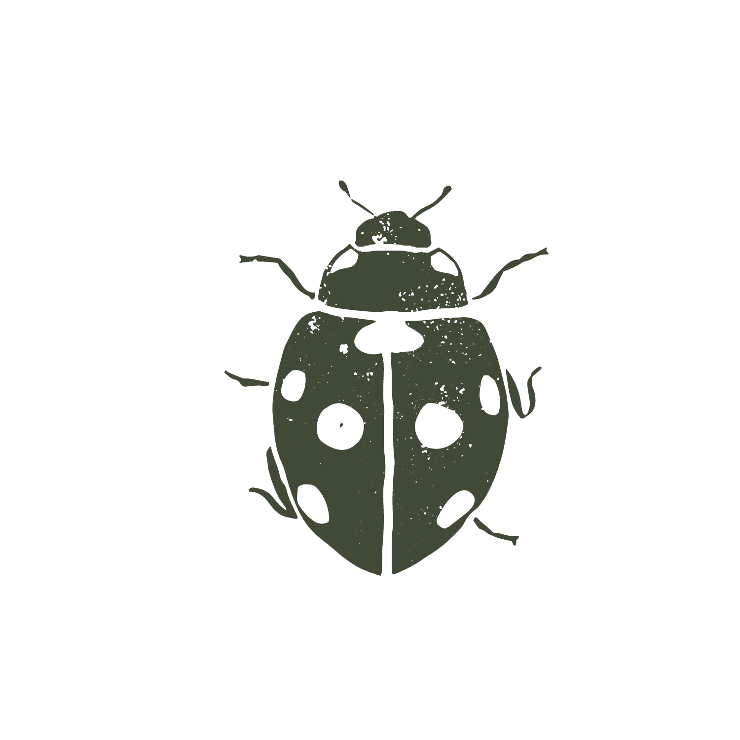 Spier-Illustration-ladybird 1 (green)