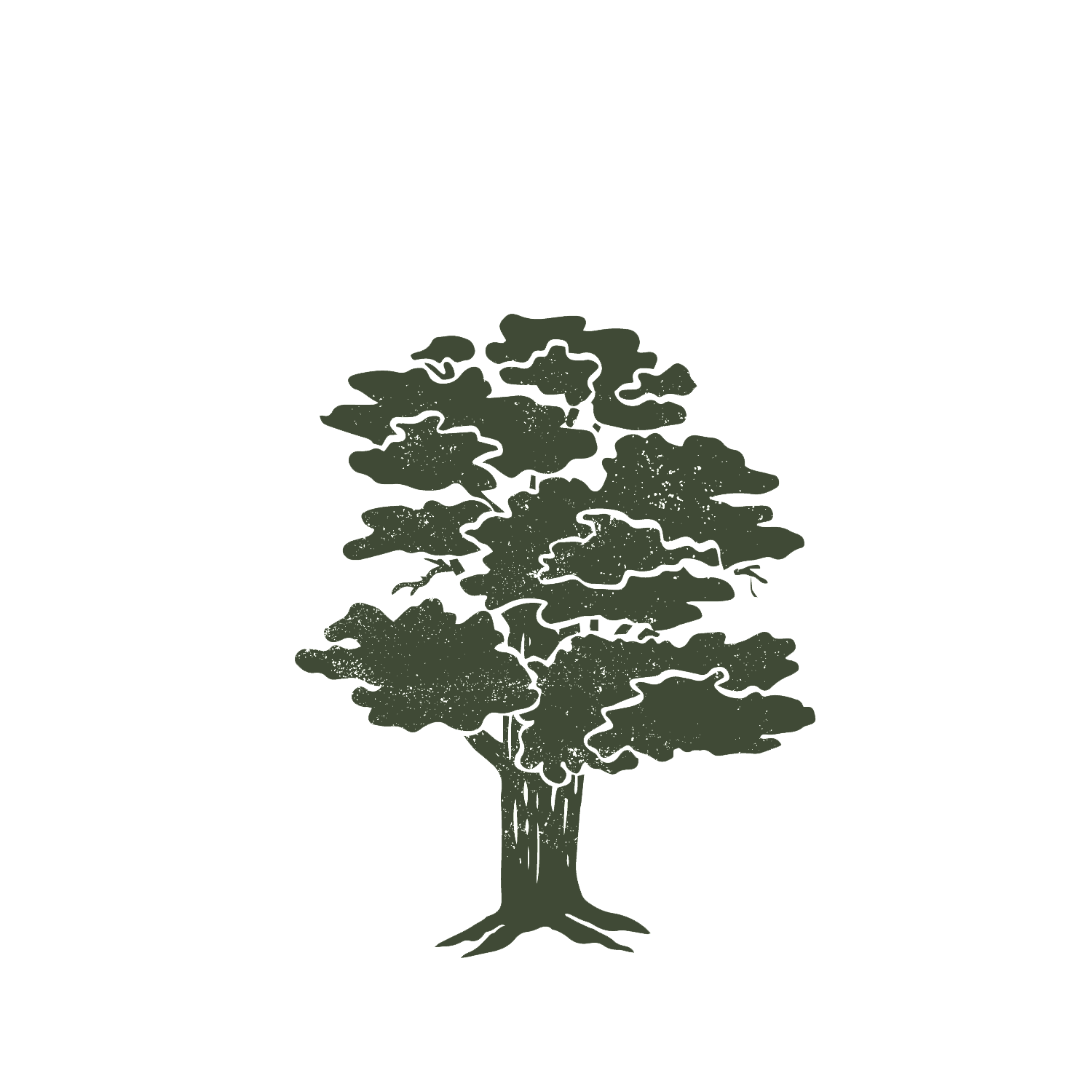 Spier-Illustration-oak-tree (green)