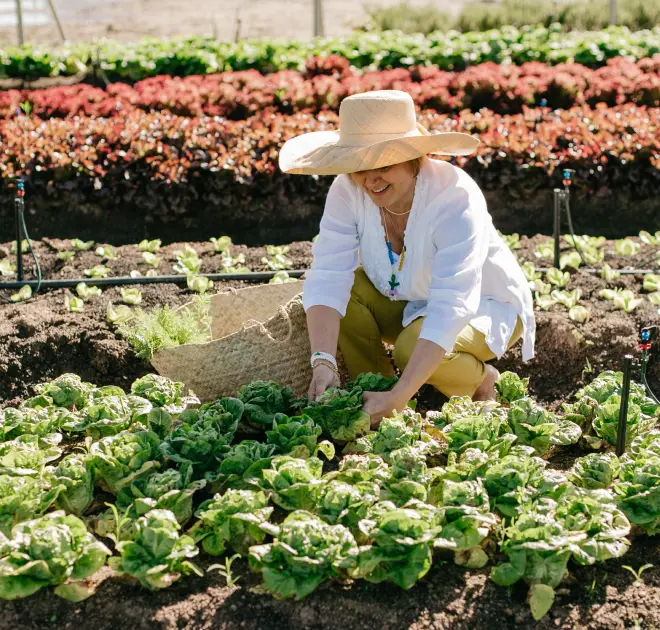 Self-harvest at Spier food garden 2