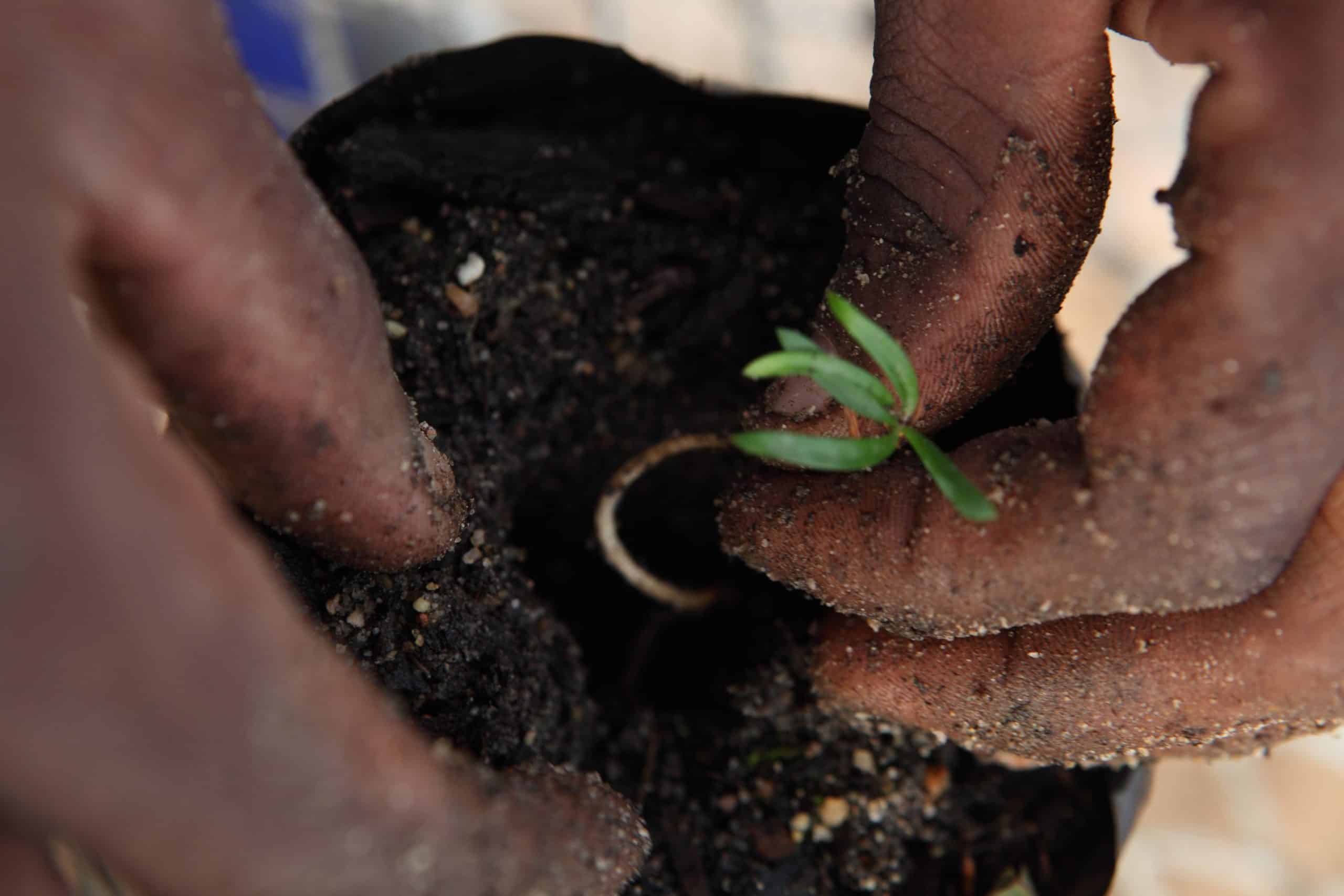 Onsite nursery