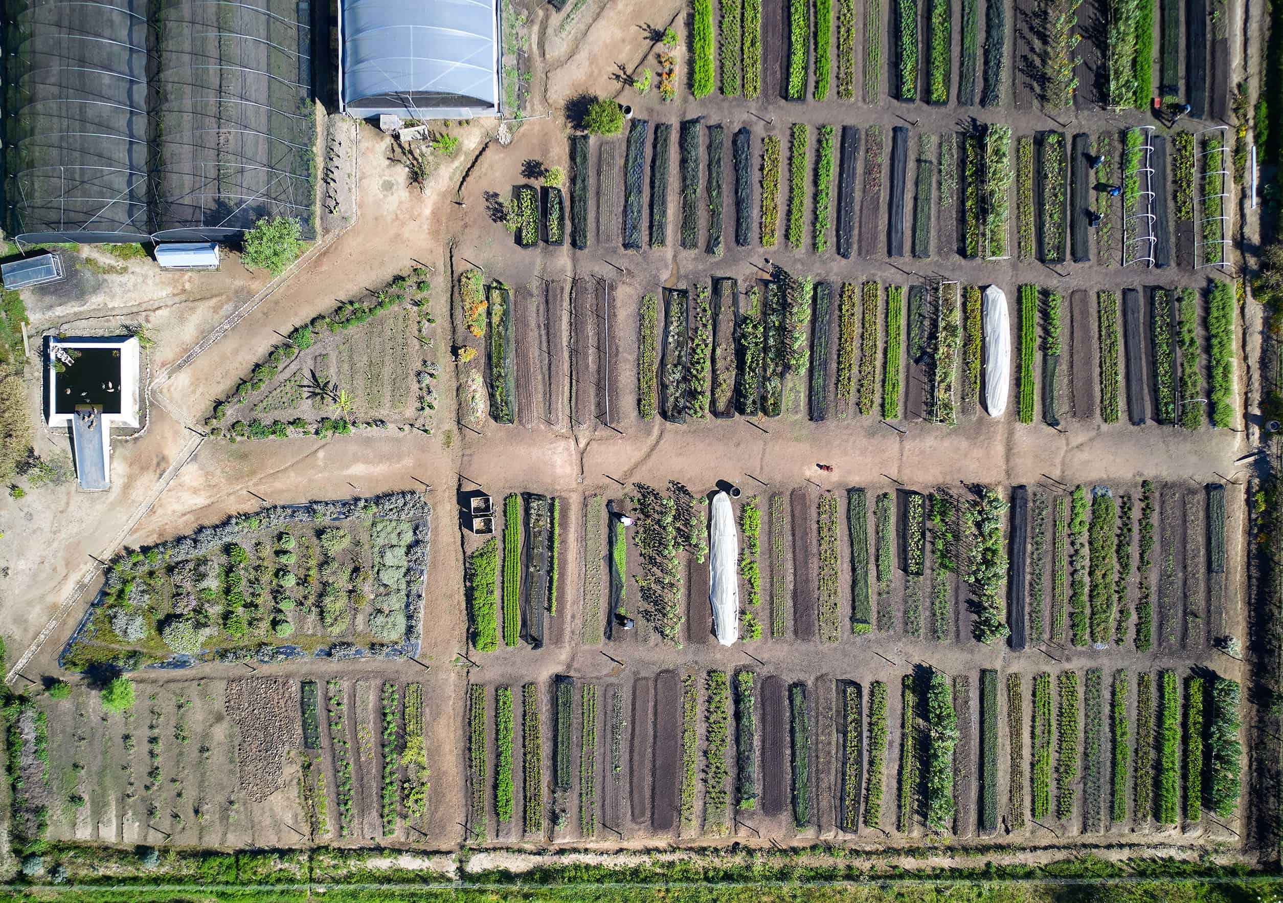 Organic food garden