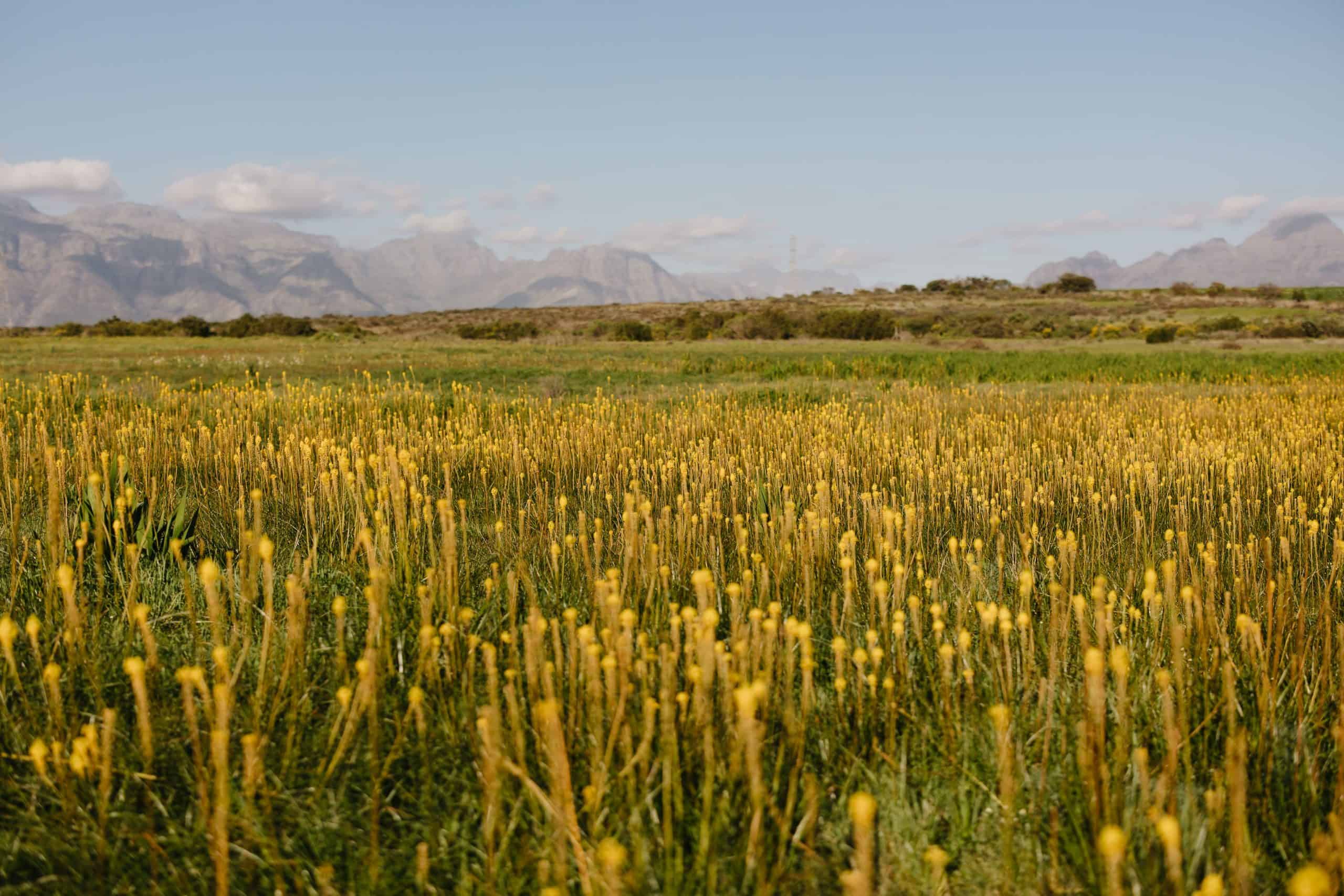 Restoring biodiversity