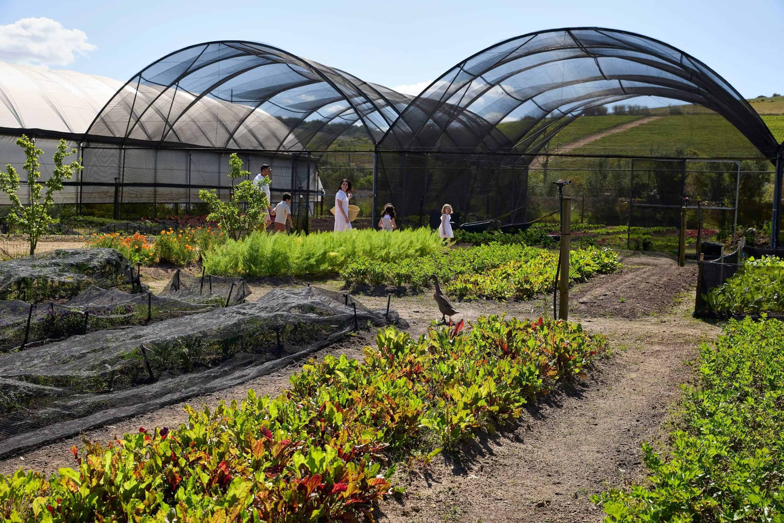 Spier-Hotel-Food-Garden