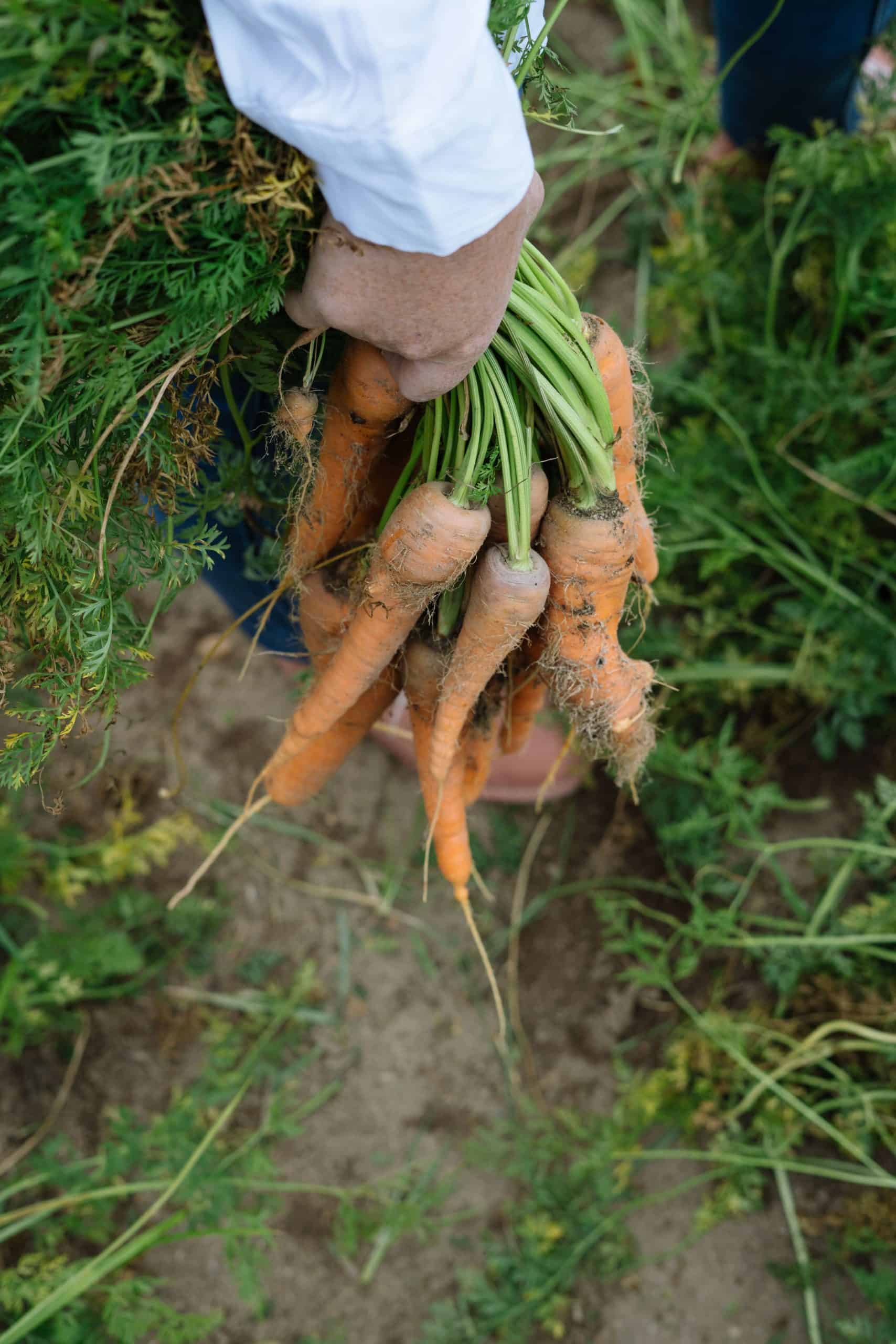 Thriving food gardens